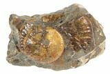 Cretaceous Fossil Ammonite (Jeletzkytes) - South Dakota #189327-1